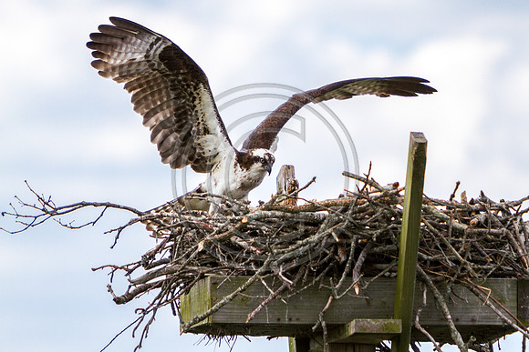 Birds - Osprey Landing_1918