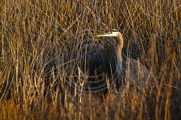 Birds - Heron 620mm 60th at 11_MG_2704 V1