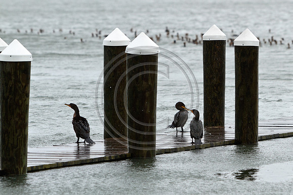 Birds - Loons_2164