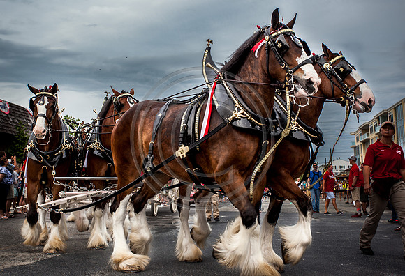 Bud Horses_7017