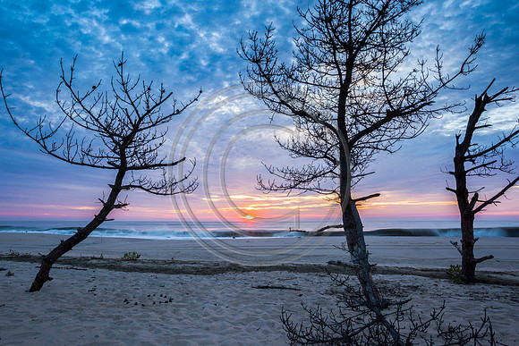 Beach Trees_4507