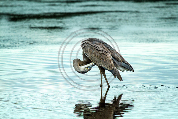 Birds - Heron Preening_5542