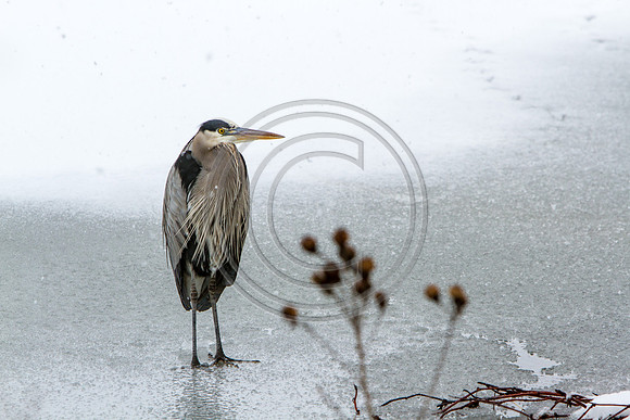 Birds - Heron Hunkerd Down Heron_5718