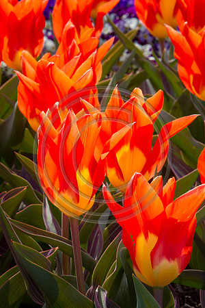 Garden Tulips_6602 V2