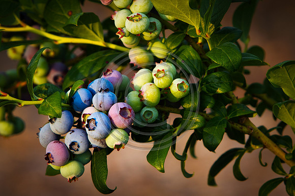 Blueberries_2893 V1