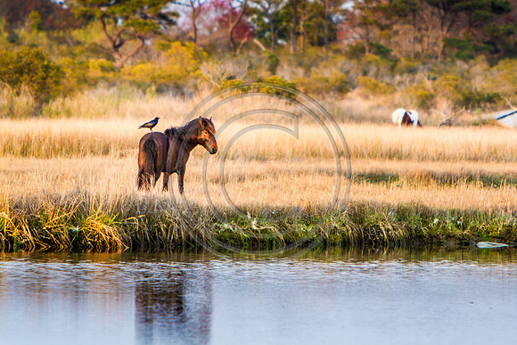 Horsey Hitch Hiker_0496