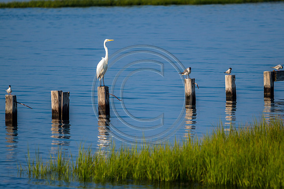 Birds - Social Distancing Egret_2530