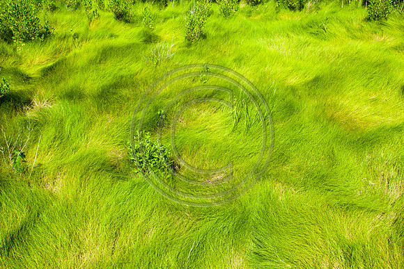 Grassy Patterns_2422