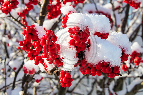 Red Berries-Snow_1680