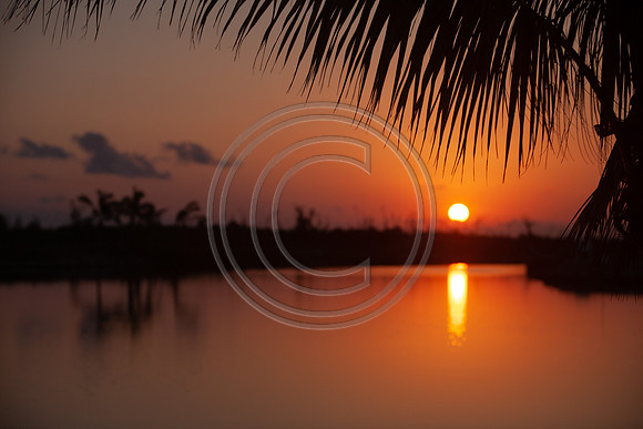 Island Palms_MG_3712