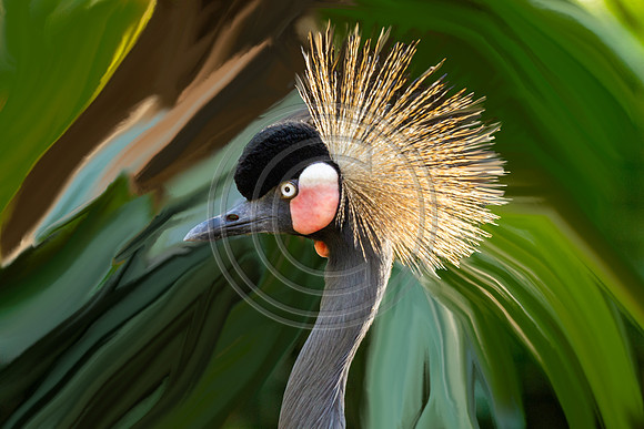 Birds - Pretty Bird V3_6753