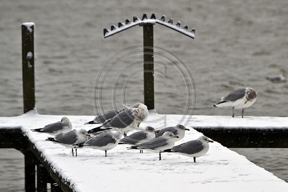 Cold Gulls_0814