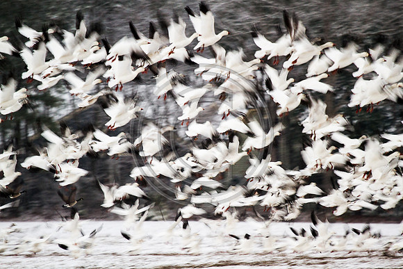 Birds - Snow Geese _2016 V2 (1)