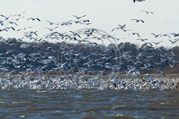 Birds - Snow geese_2882