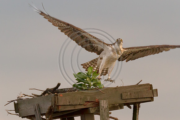 Birds - Osprey Landing_3595-V1