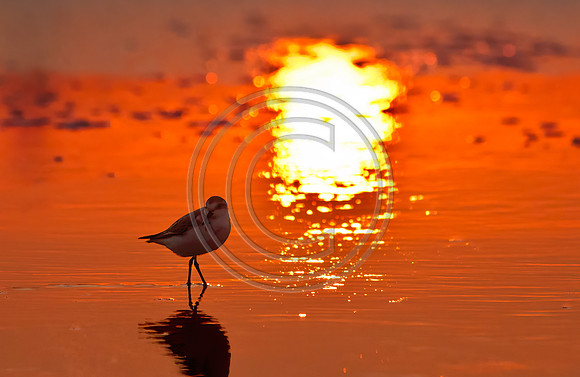 Birds - Piper_0548 V4