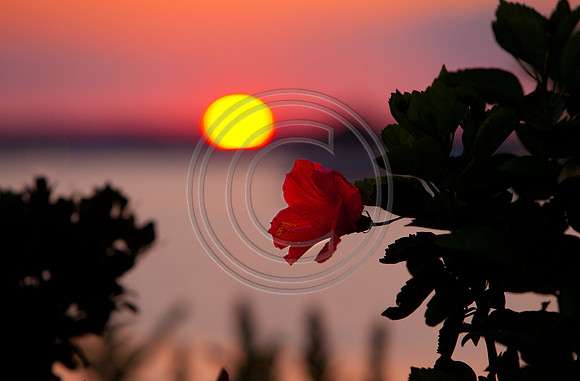 Hibiscus Sunset_8500