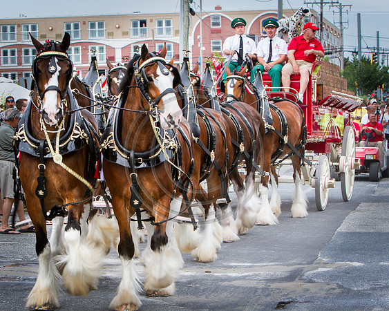 Bud Horses_7528