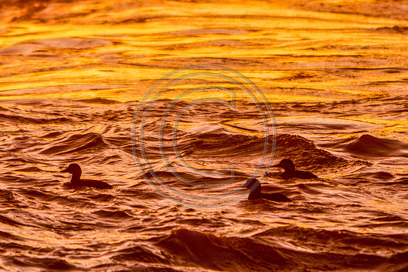 River Ducks_MG_1176