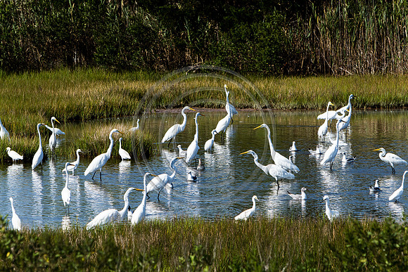 Birds - Egrets_9868