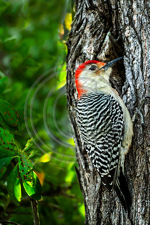 Birds - Woody_4890