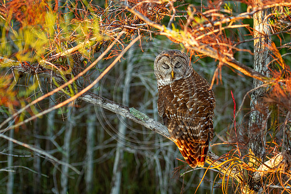 Night Owl_4963