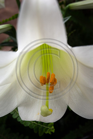 Garden 1_5687