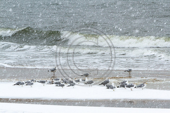 Birds - Gulls In Paradise_5767-Edit