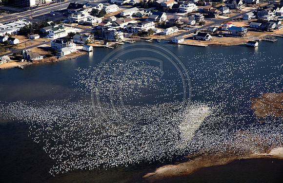 Frank Sherman's Snow geese