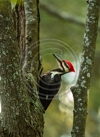 Birds - Woody Red Head_5527 V2