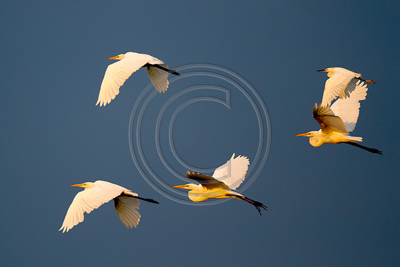 Birds - In Flight_3537 V2
