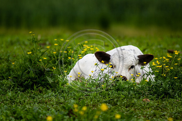 Baby Cow_1586