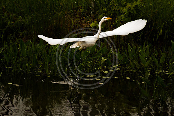 Birds - Egret1A_3218