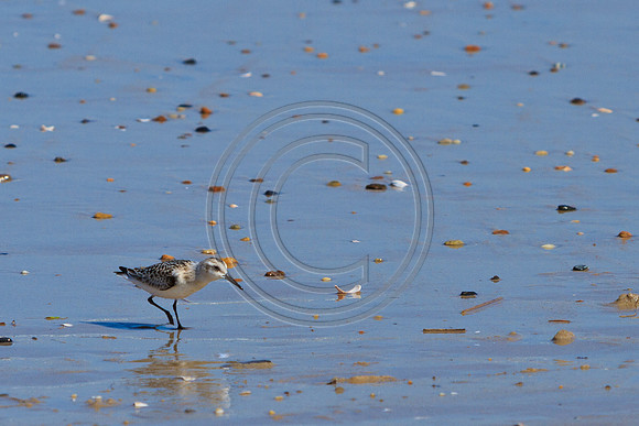 Birds - Piper_0047