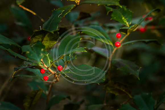 Holly 2_9879