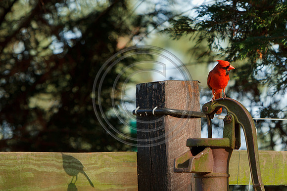 Birds - Cardinal1_8793