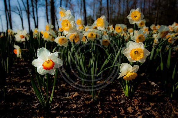 Easter Daffodils_1202 V1
