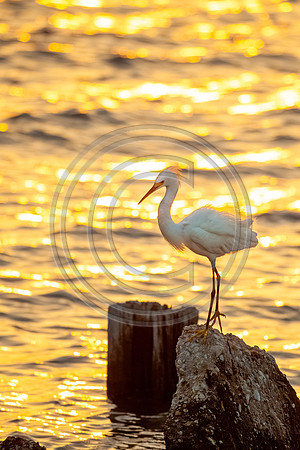 Birds - White Crane_4348