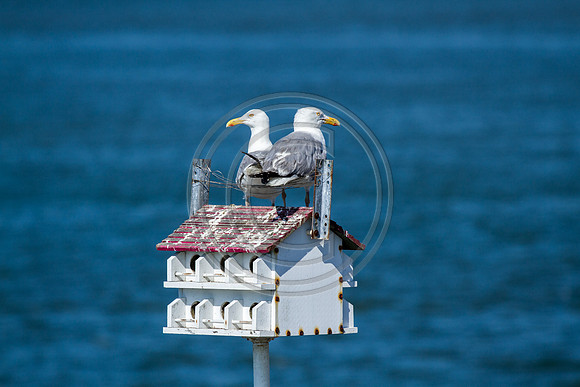 Birds - Dirty Birds_7791