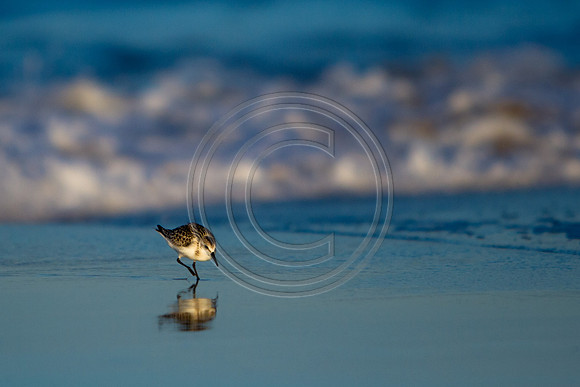Birds - Piper_0269 V3