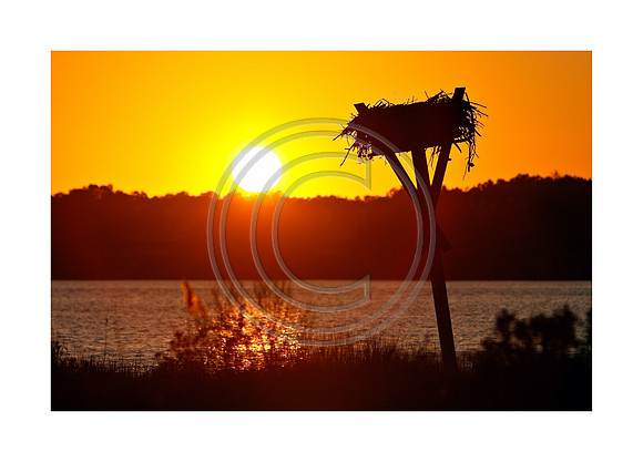 Birds - Empty Nester_224120inch