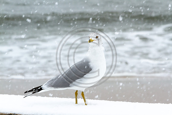 Birds - Gull in Paradise_5774-TDN