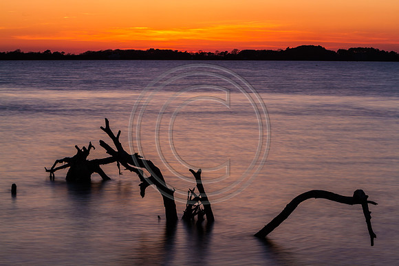 Assestegue Roots_6121
