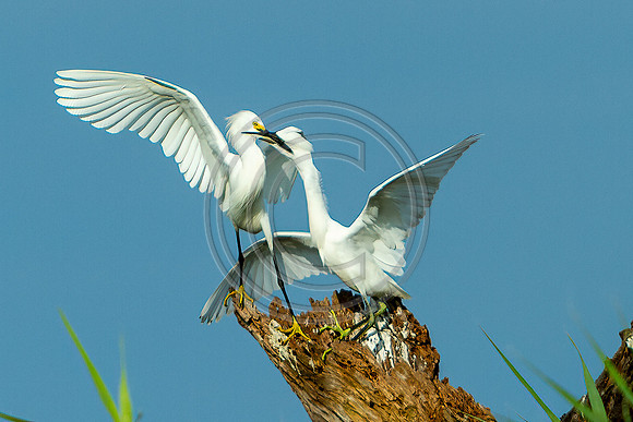 Birds - Bickering Birds_3233