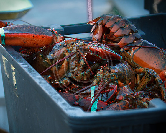 LObsters_4792