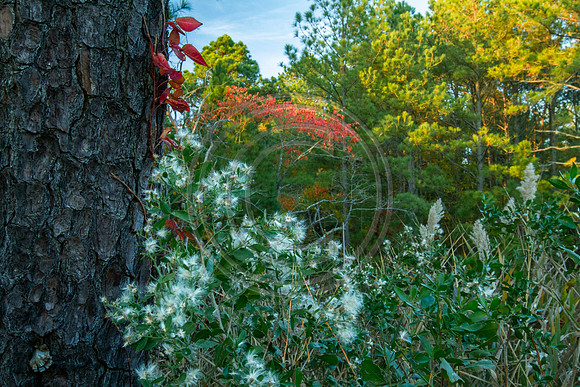 Autumns light_4542