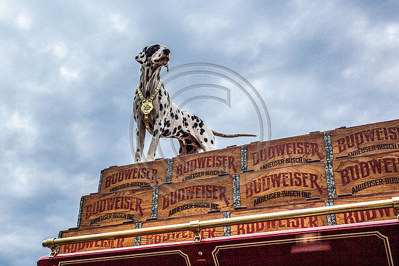 Bud Dog_7106 V2