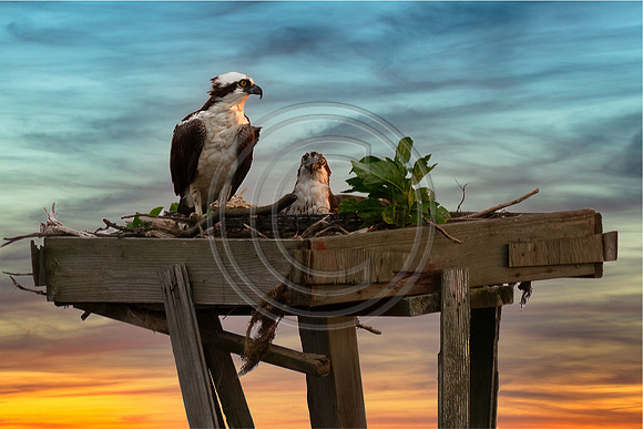Birds - The Nesters_3550-V3