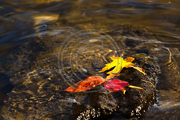 Fallen Colors_0512