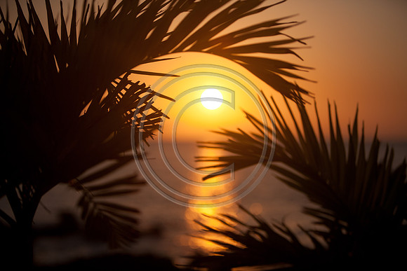 Island Palms The Suns Eyebrow_2987